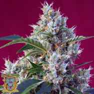 Sweet Seeds Indigo Berry Kush